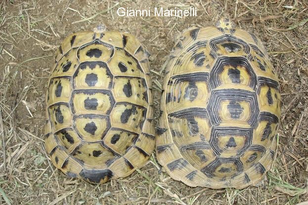 Furculachelys nabeulensis